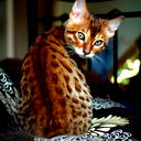 Марина Кирсанова