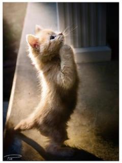 Сергей Лысенко