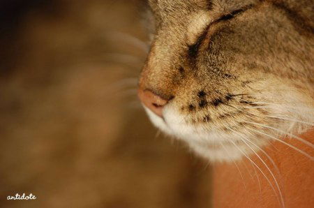 Ольга Климкина