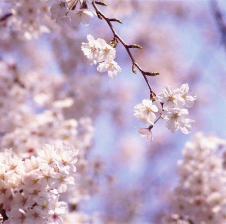 Светлана Пивоварова