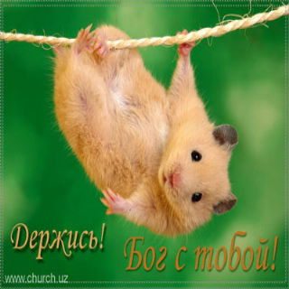 Роман Виклинец