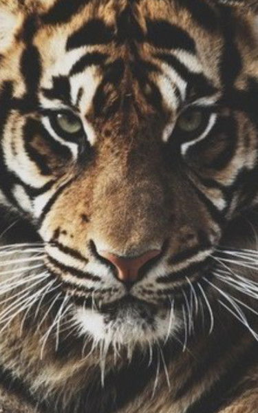 Илья Ряпосов