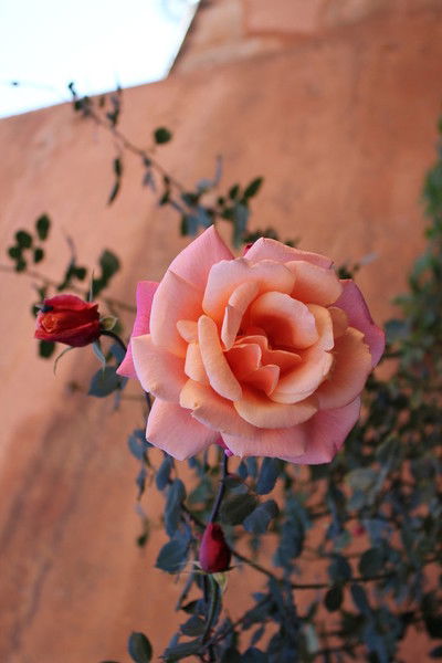 Анастасия Абрамова