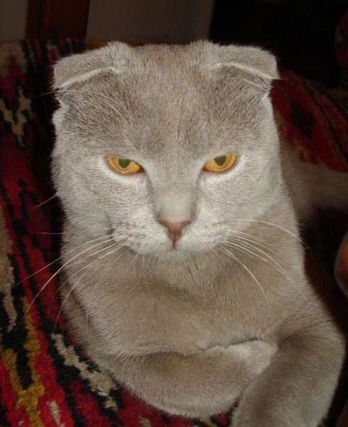 Константин Ломов