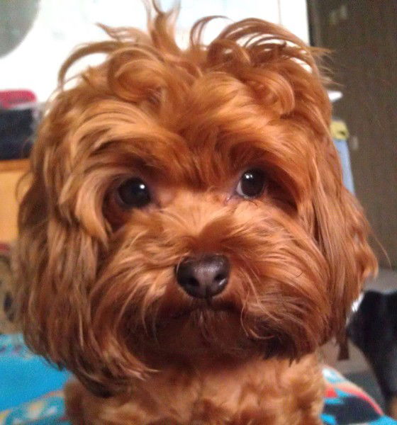 Елена Проскурина