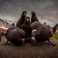 Алексей Собачков