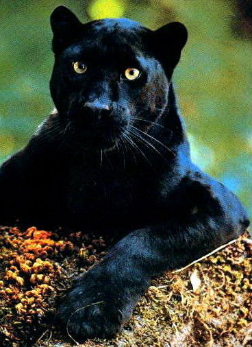 Гульнар Бимуратова