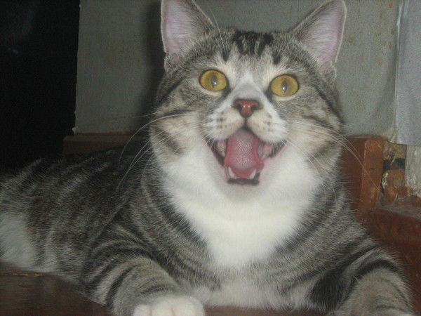 Алексей Кукотин