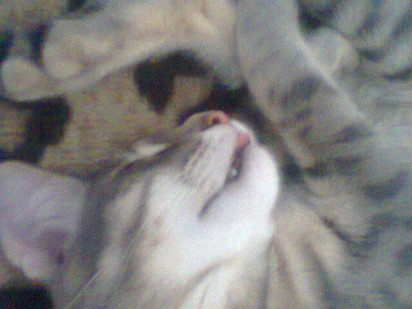 Дмитрий Георгиевич