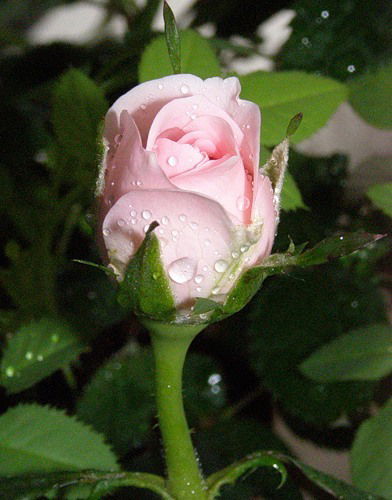 Наталья Наталек