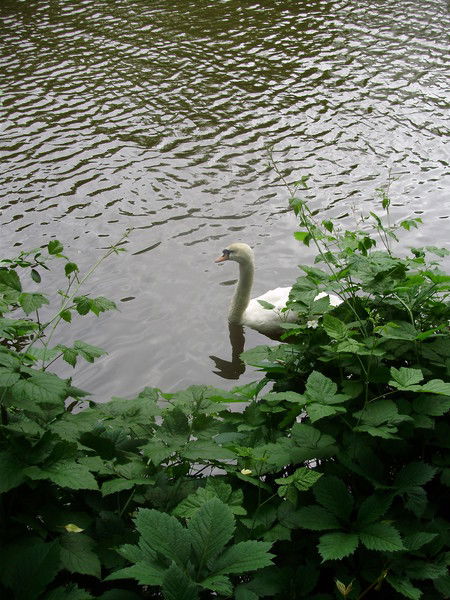 Маришка Питомец