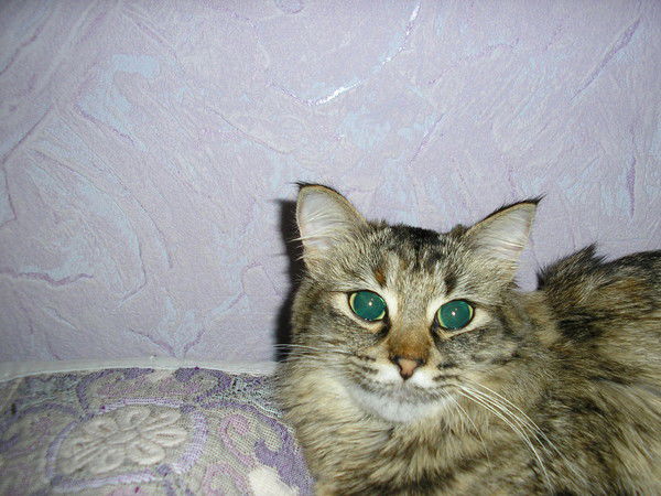 Вера Половникова