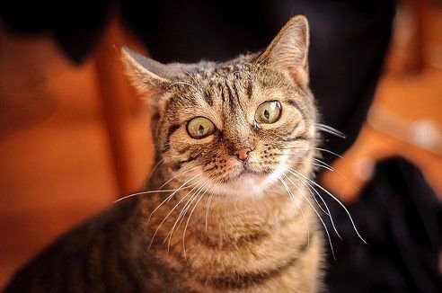 Наталья Хлопцова