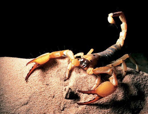 Сергей Пашинин