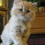 Наташа Капусто(Пашкевич)