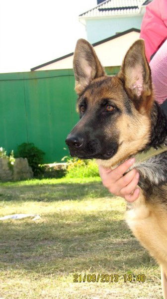 Владимир Осипов