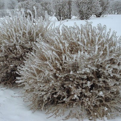 Полина Тултаева