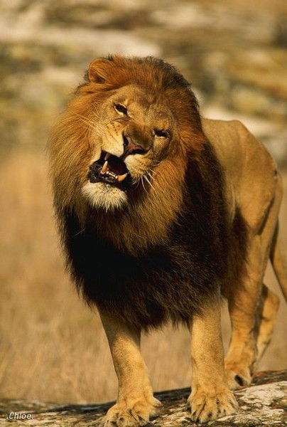 Алексей Мамедов