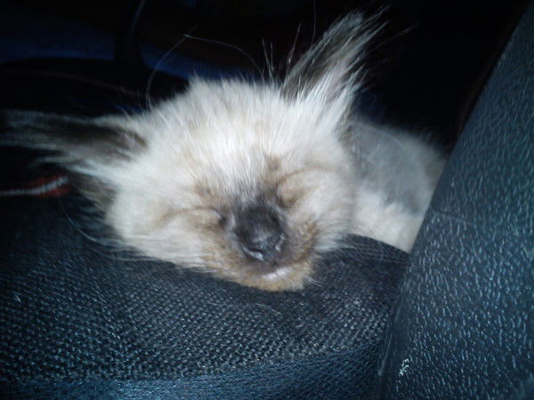 Инна Полегенькая