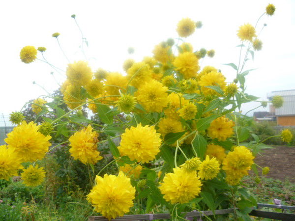 Ильдус Заляев