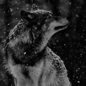 Марина Надточий