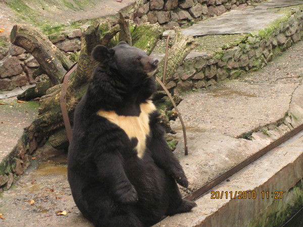 Александр Гуменный