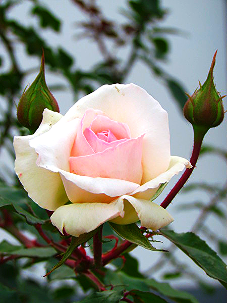 Лена Гайдамака