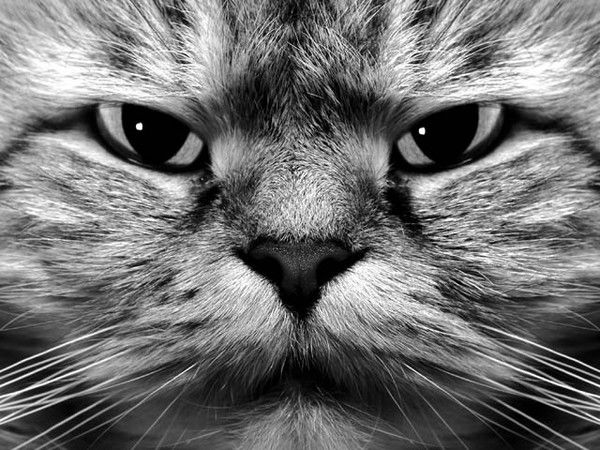 Сергей Цепилов