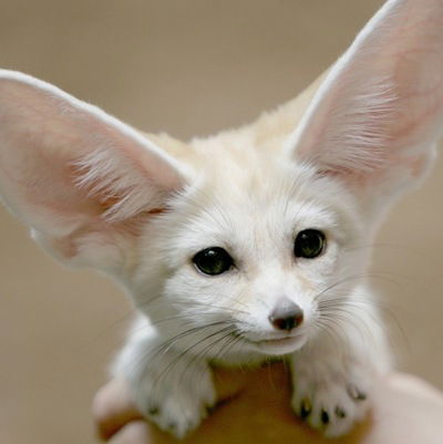 Миша Ефременко