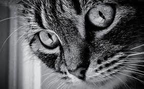 Анастасия Киселева