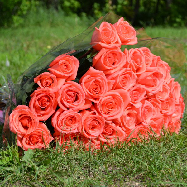 Елена Шойтова