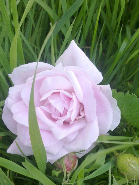 Алёна Викторовна