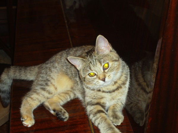 Нина Романенко