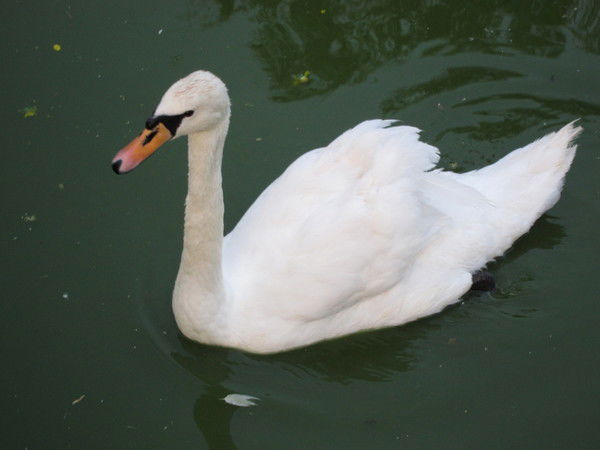 Bероник@ Берляев@