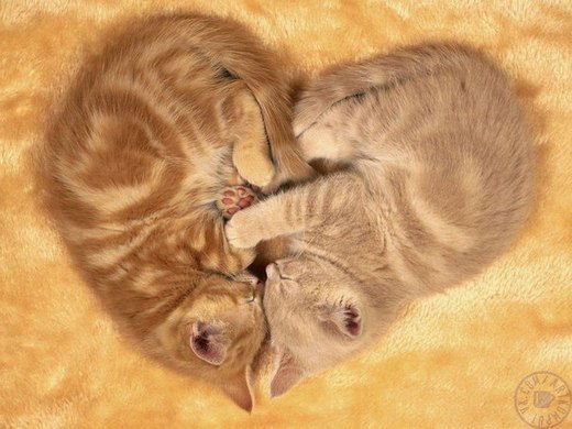 Наталья Чупина