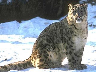 Кирилл Самсонов