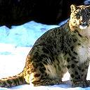 Кирилл Самсонов