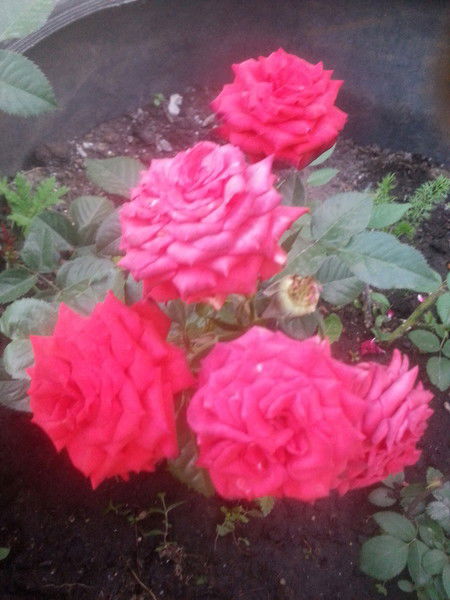 Наталья Яксонова