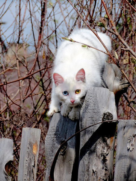 Онега Трухина