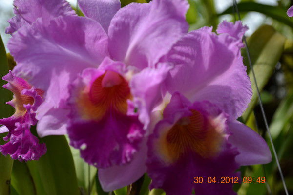 Анатолий Анатольев