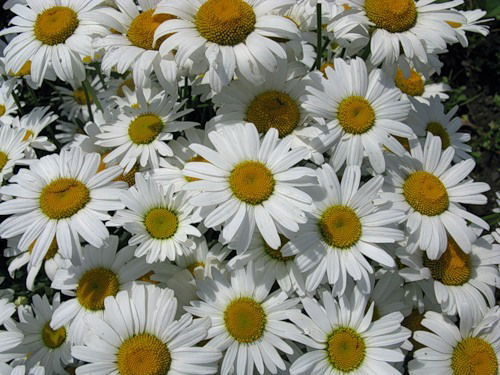 Мария Дорофеева