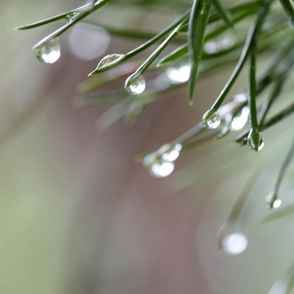 Ева Бадашко