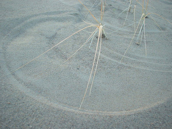 Илья Снигирев