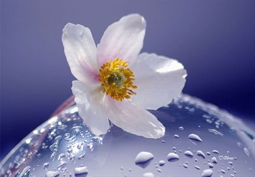 Света Шевелёва