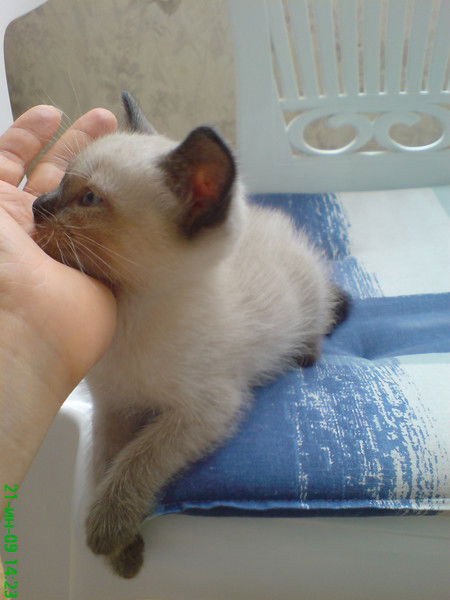 Котёнок По Имени Гав )