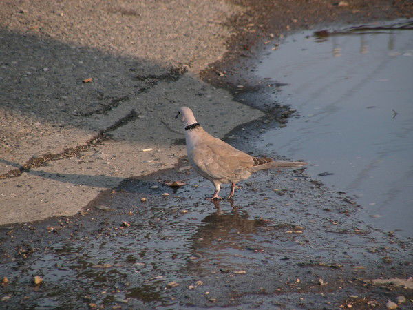 Ирина Голубева