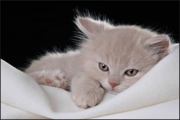 Ангелочек ***