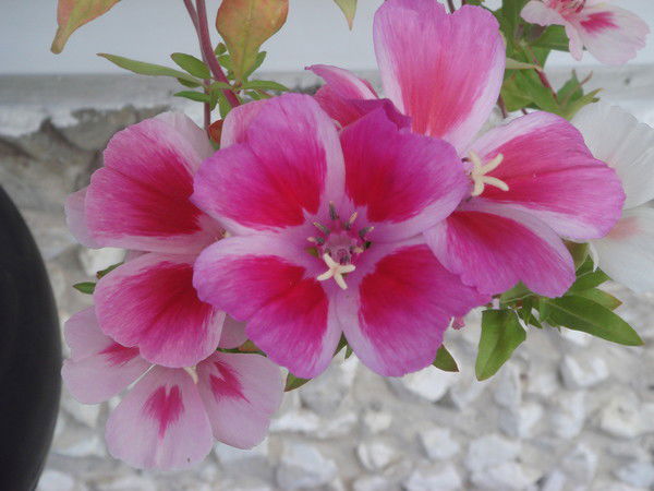 Татьяна Малкова