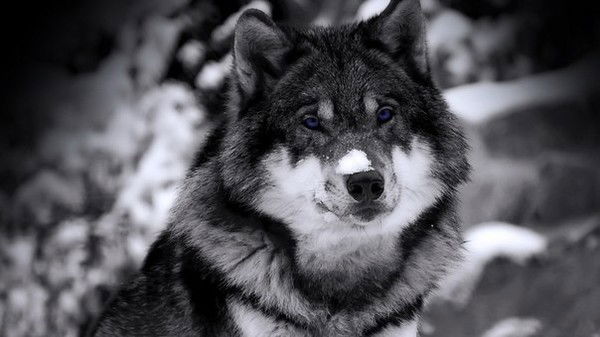 Никита Муханов