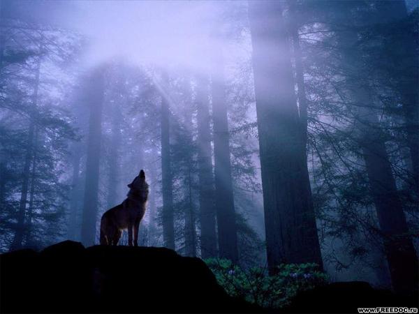 Володя Кузнецов